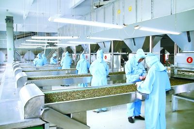 茶葉生產與加工專業