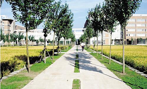 南充廣播電視大學南部縣分?！鸽姶蟆?></a></div>
          <dl>
              <dt><a href=
