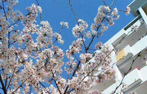 棗莊科技職業學院