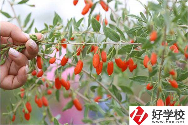 在湘西學中草藥栽培怎么樣？開設此專業的學校有哪些？