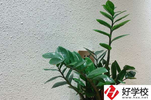 安鄉縣職業中專學校有哪些專業?如何收費？