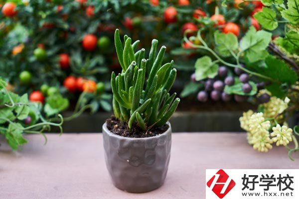 長沙市醫藥中專學校有哪些熱門專業？