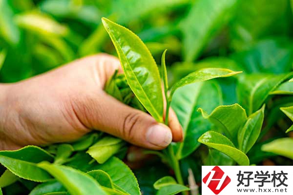 茶葉專業