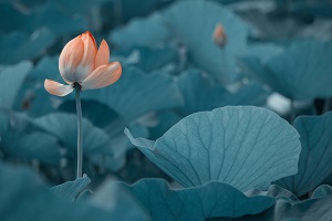 很多考生在結束了高考之后，由于成績不理想，未能如愿進入理想的大學